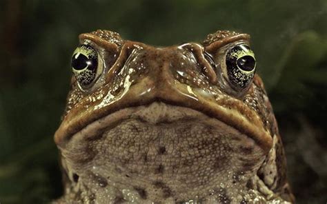 Cane Toads Invade, Conquer Australia | Live Science