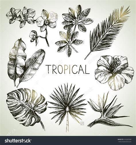 Hand Drawn Sketch Tropical Plants Set. Vector Illustrations - 316265588 ...