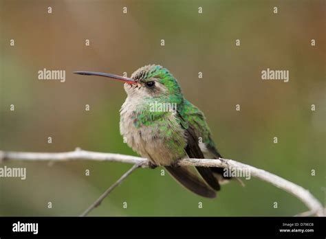 Costa's Hummingbird female (Calypte costae Stock Photo - Alamy