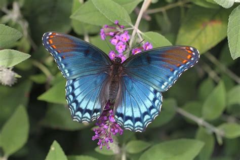 Red Spotted Purple Butterfly