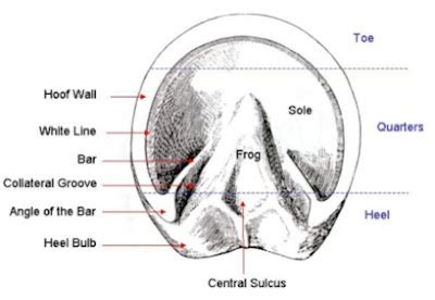 Horse Hoof Anatomy – A Beginner’s Guide