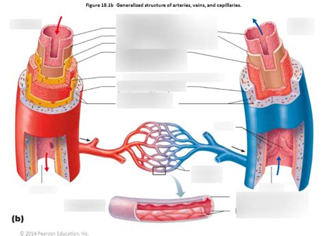 Diagram Of Veins And Arteries