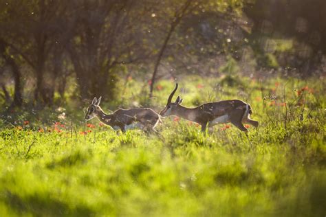 The Chase : r/wildlifephotography