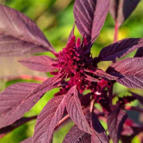 Red Garnet Heirloom Amaranth Seeds | Terroir Seeds