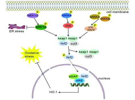 Mitogen-activated protein kinase (MAPK) pathway. It consists of three ...