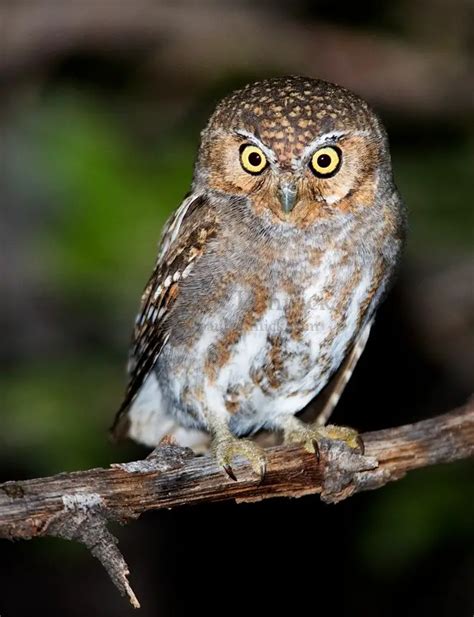 Elf Owl Facts – What Do Elf Owls Eat – Where Do Owls Live