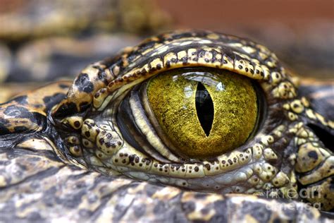 Alligator Or Crocodile Animals Eyes Photograph by Dangdumrong - Pixels