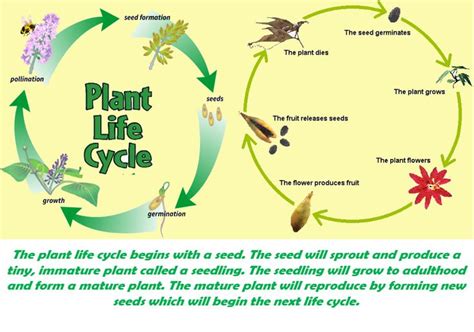 Pin by Learners' Planet on Grade 4 worksheets and practice tests ...