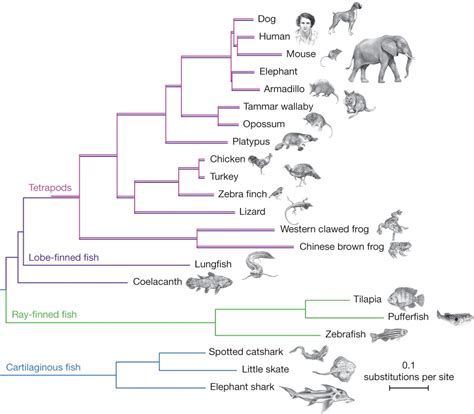 Phylogenetic Inference (Stanford Encyclopedia of Philosophy)