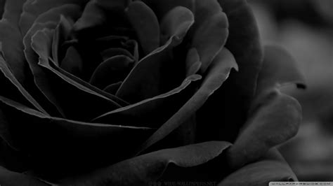 Black Rose 4k Hd Desktop Wallpaper For 4k Ultra Hd - Desktop Background ...