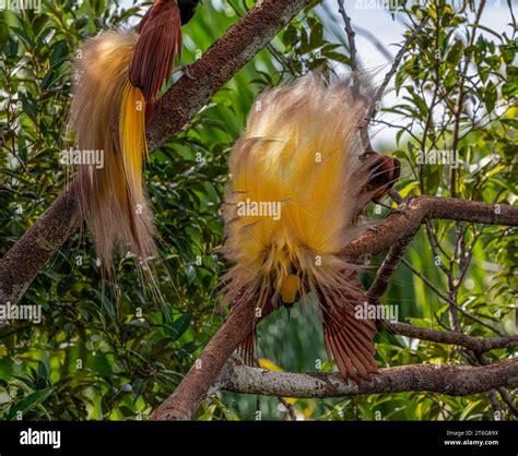 Males trying to impress the female bird of paradise INDONESIA ...