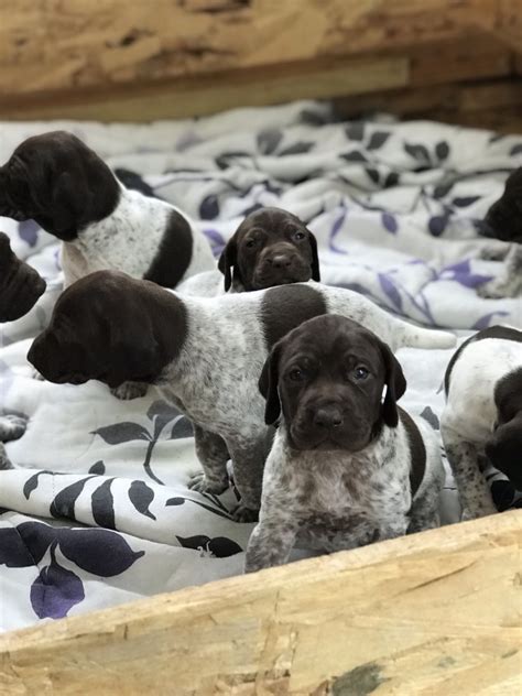 German Shepherd And German Shorthaired Pointer Mix Puppies / Embark Dog ...