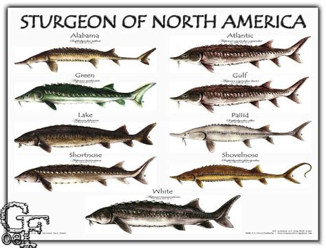 Adopt A Sturgeon – Friends of the St. Clair River