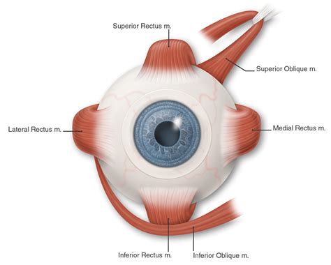 Extrinsic Eye Muscles Diagram