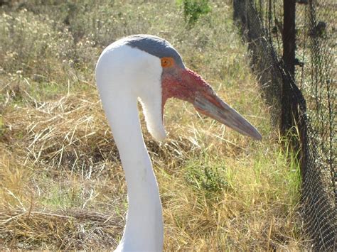 Wattled Crane - Fossil Rim Wildlife Center