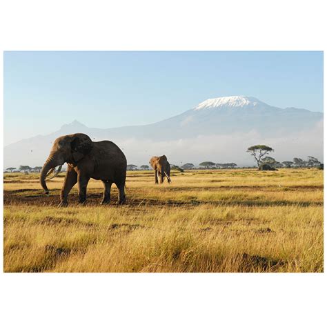 Kilimanjaro Elephants - Mantiburi - Touch of Modern