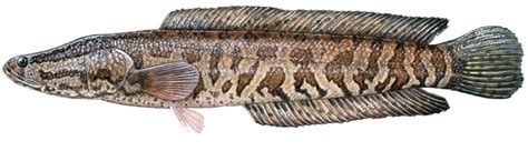 Northern Snakehead - Delaware Fish Facts