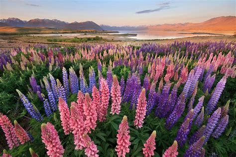 Lupins at Lake Tekapo, Canterbury - NZ Landscape Prints for Sale