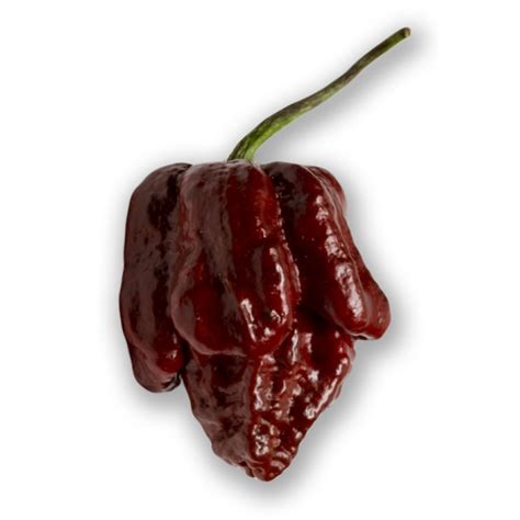 Chocolate Scorpion » Fatalii Seeds