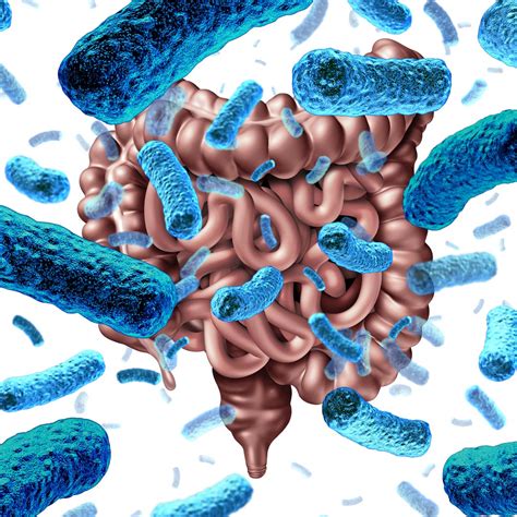 What are Bacillus Coagulans and Bacillus Subtilis?