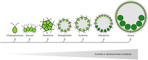 Unicellular to multicellular: What can the green alga Volvox tell us ...