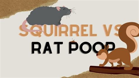 Squirrel Vs Rat Poop - How to Tell the Difference - Before The Flood