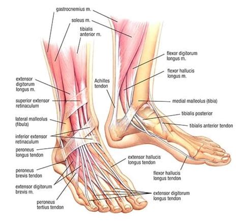 Ankle Sprain - A Complete Guide