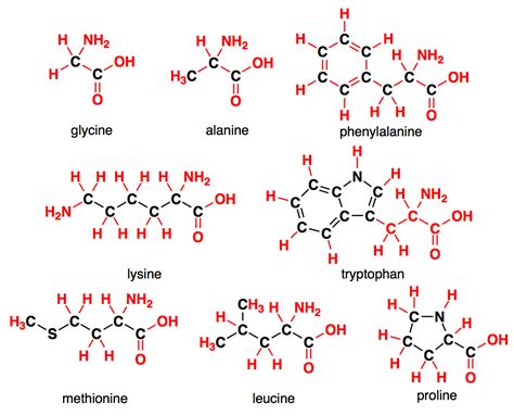 Amino Acid Structure