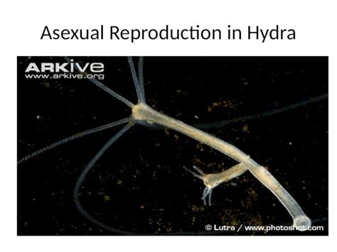 (PPTX) Asexual Reproduction in Hydra. Hydra “budding” a form of asexual ...