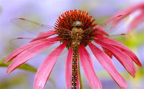 Awesome and Stunning Dragonflies Wallpaper Collection