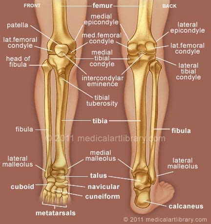 Leg Bones - Medical Art Library