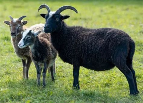 A-Z Soay Sheep: Origin, Characteristics, Feed, Cost & More - Sand Creek ...