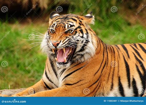 Roar of a tiger stock image. Image of aggressive, roaring - 11883481