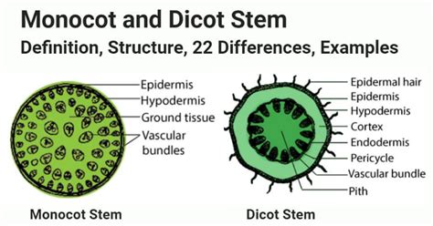 Monocot vs Dicot Stem- Definition, Structure, 22 Differences, Examples ...