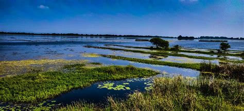 Growing salt marshes - EcoShape