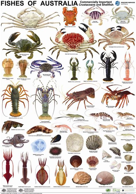 Marine Water Animals List