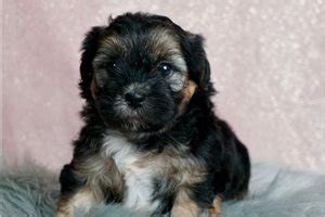 Shorkie Puppies for Sale from Reputable Dog Breeders