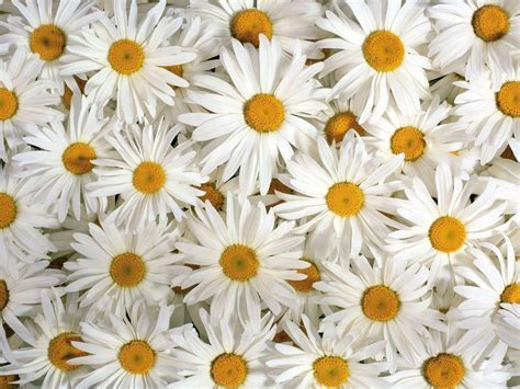 48+ Wallpaper Bunga Daisy