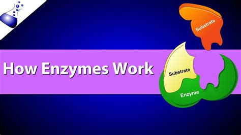 How Enzymes Work