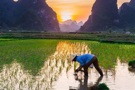 How to Grow Rice? Step-by-Step Guide | Environment Buddy