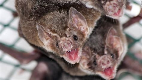 How vampire bats make friends before they share blood - CNN