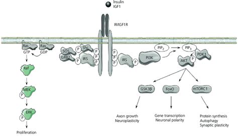 Insulin receptor (IR) and insulin-like growth factor 1 receptor (IGF1R ...