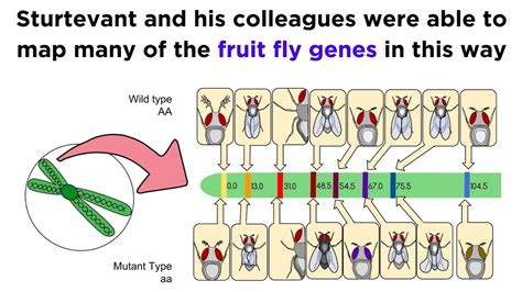 Gene Linkage And Chromosome Maps Worksheet