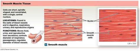 Cardiac muscle cell structure and function