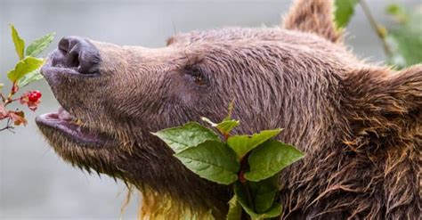 What Do Grizzly Bears Eat? Their Diets Explained - A-Z Animals