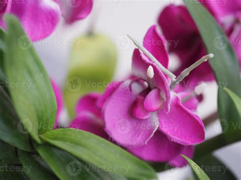 Pink, purple orchids Dendrobium lindley, Orchidaceae, Dendrobium ...