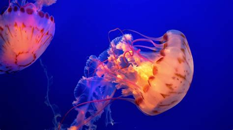 What are some predators of the jellyfish? | Reference.com Jellyfish ...