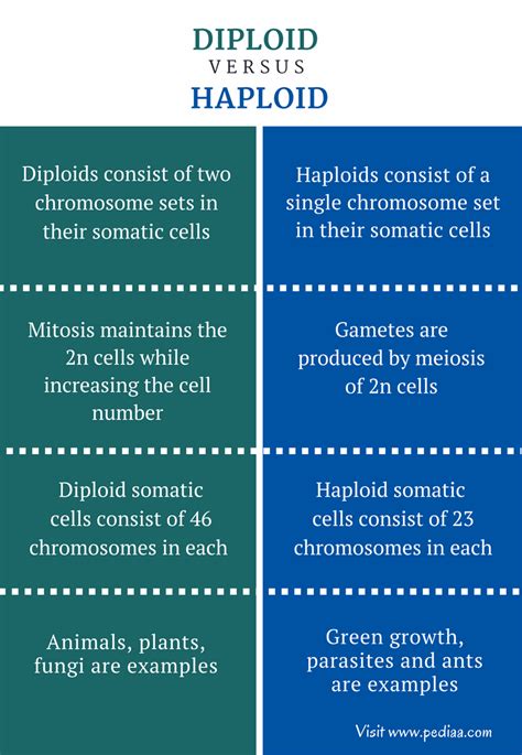 Difference Between Diploid and Haploid - Pediaa.Com