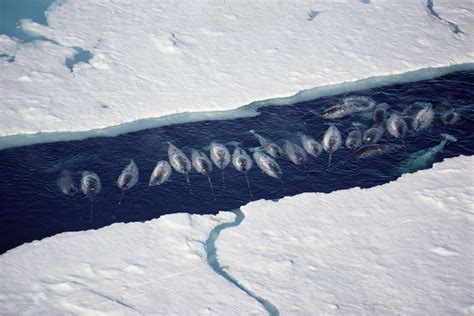 Climate Change Is Causing Narwhals to Change Migration Patterns - Bloomberg