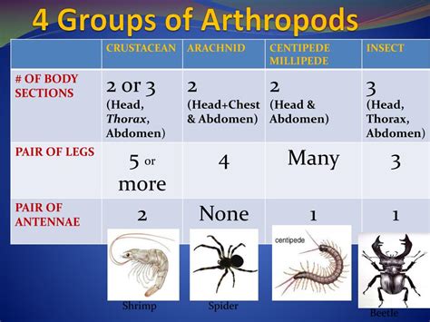 Main Characteristics Of Arthropods